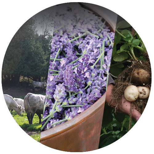 Cows lavandar and crops